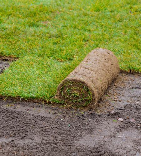Applying rolled green grass with laying sod for new lawn applying turf rolls